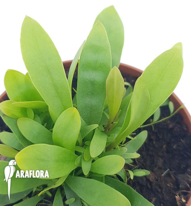 Utricularia longifolie &lsquo;Starter&rsquo;3