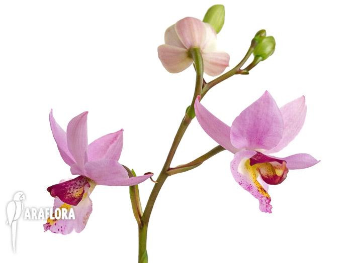 Barkeria whartoniana