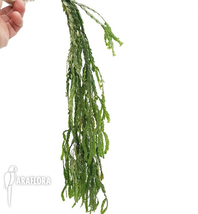 Lycopodium nummularifolia