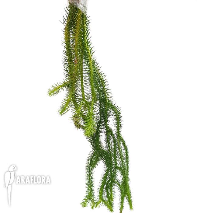 Lycopodium squarosa