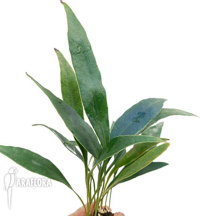 Microsorum siamensis &lsquo;M&rsquo;