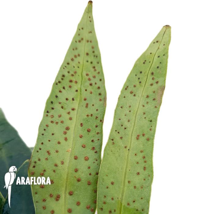 Microsorum siamensis &lsquo;Starter&rsquo;