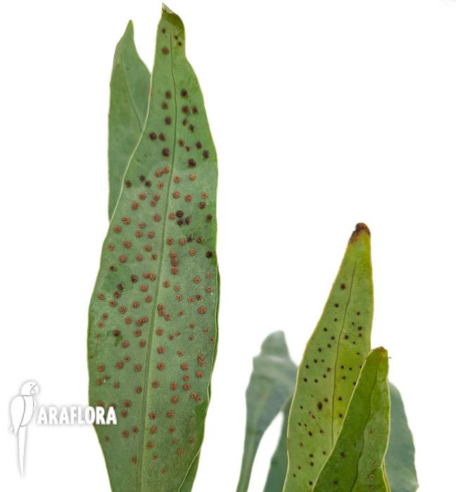 Microsorum siamensis &lsquo;M&rsquo;