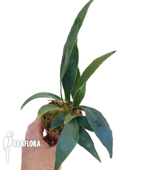 Microsorum siamensis &lsquo;M&rsquo;