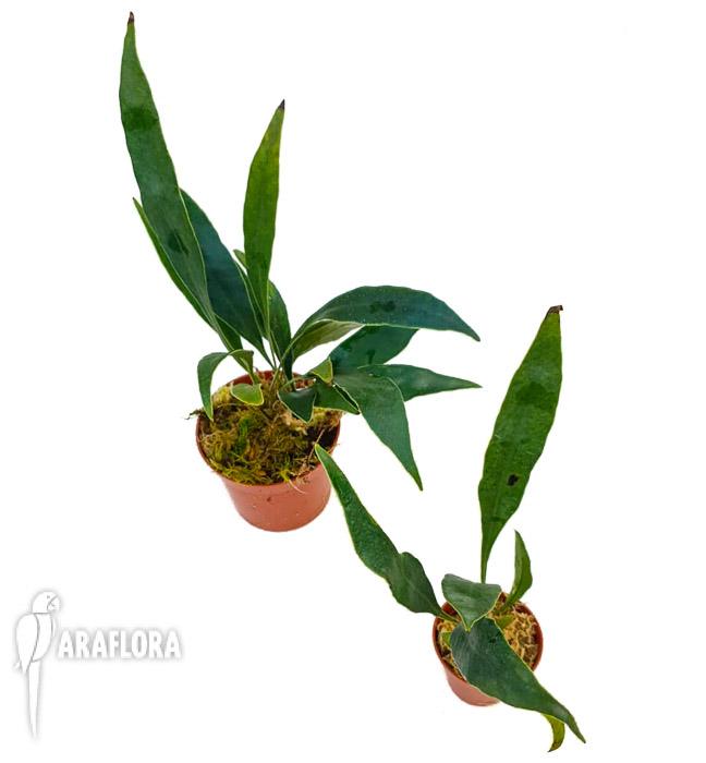 Microsorum siamensis &lsquo;M&rsquo;