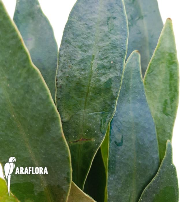 Microsorum siamensis &lsquo;M&rsquo;