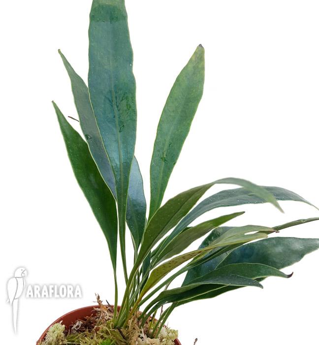 Microsorum siamensis &lsquo;M&rsquo;