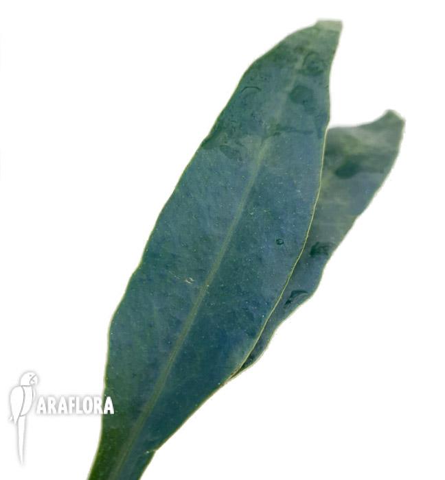 Microsorum siamensis &lsquo;Starter&rsquo;