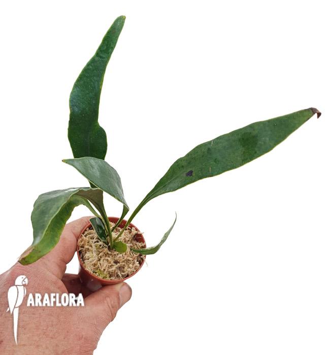 Microsorum siamensis &lsquo;Starter&rsquo;