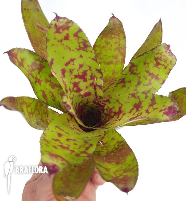 Neoregelia &lsquo;winnie the pooh&rsquo;