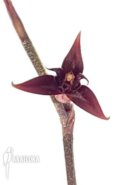 Pleurothallis anfracta