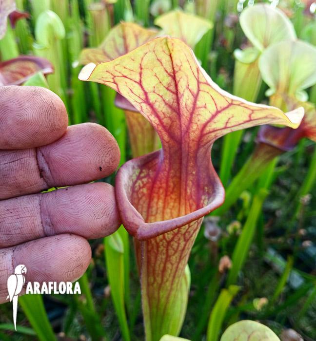 Sarracenia flava v. atropurpurea