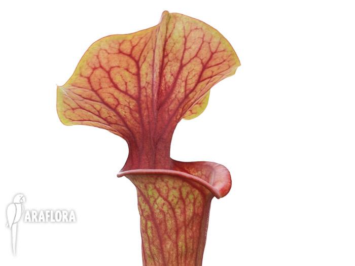 Sarracenia flava v. atropurpurea