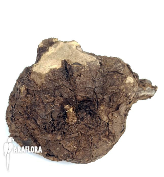 Stephania kawaesaki (Nova) &lsquo;Starter&rsquo;