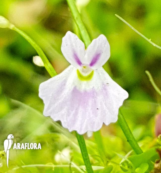 Utricularia sandersonii &lsquo;Starter&rsquo;