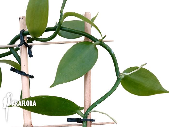 Vanilla planifolia &lsquo;Vanilla orchid&rsquo; &lsquo;XL&rsquo;