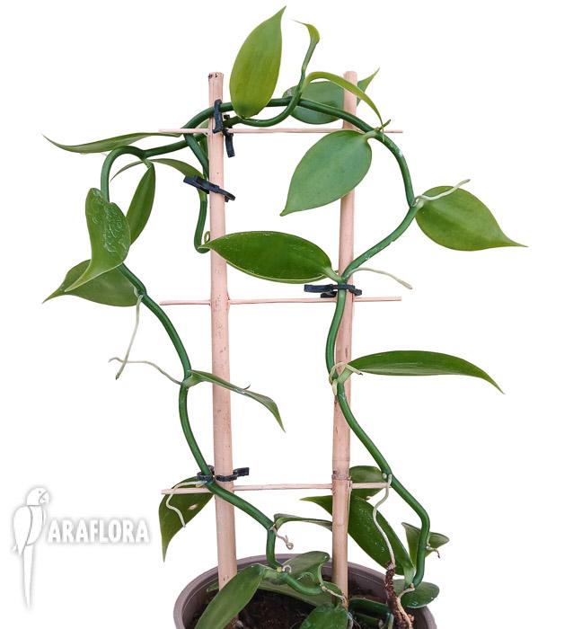 Vanilla planifolia &lsquo;Vanilla orchid&rsquo; &lsquo;XL&rsquo;