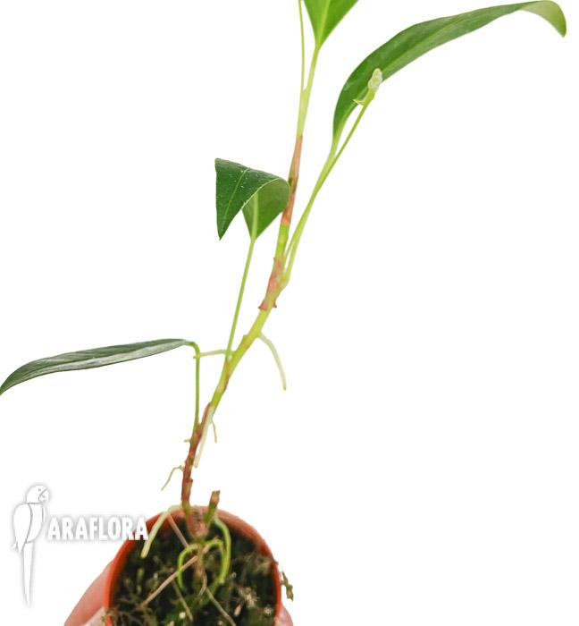 Anthurium pusilum