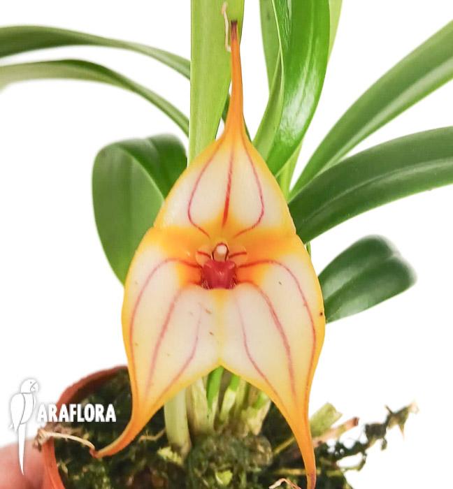Masdevallia angel frost x murix