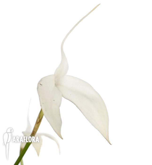 Masdevallia coccinea alba