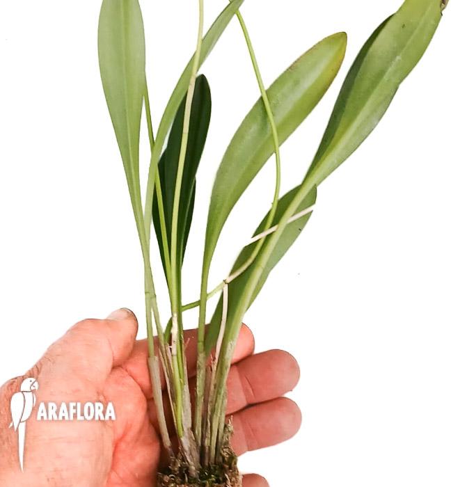 Masdevallia coccinea alba