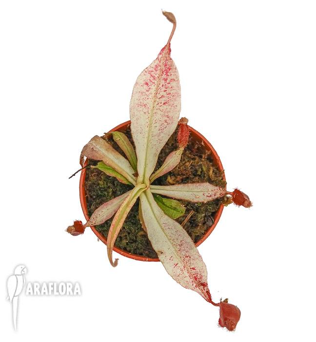 Nepenthes ampularia &lsquo;White Miracle&rsquo; M