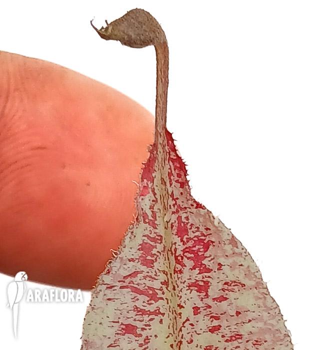 Nepenthes ampularia &lsquo;White Miracle&rsquo; M