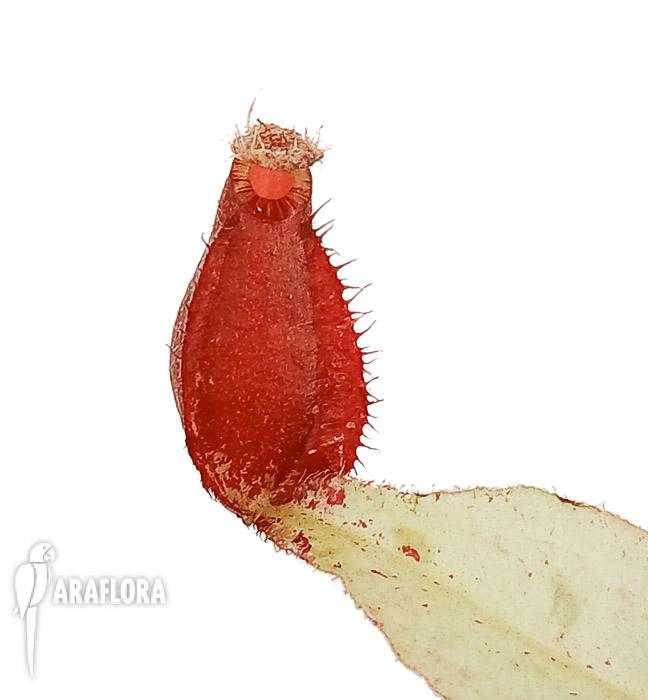Nepenthes ampularia White Miracle&rsquo; &lsquo;Starter&rsquo;