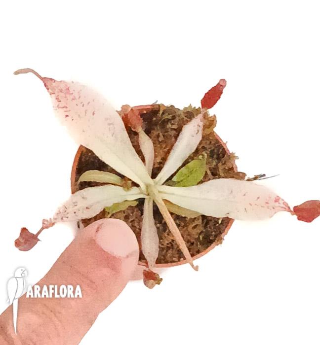 Nepenthes ampullaria &lsquo;white miracle&rsquo; M