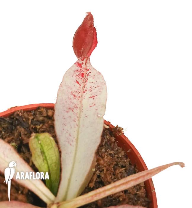 Nepenthes ampullaria &lsquo;white miracle&rsquo; M