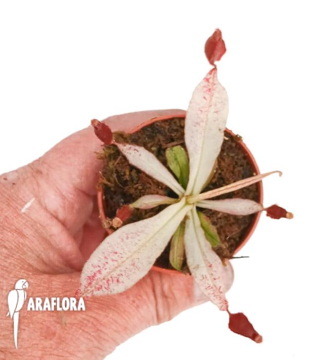 Nepenthes ampullaria &lsquo;white miracle&rsquo; M