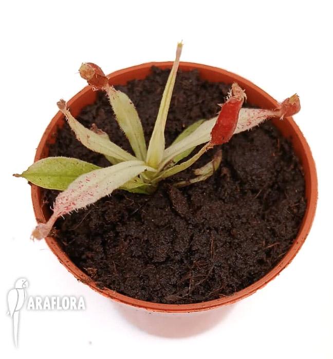 Nepenthes ampullaria &lsquo;white miracle&rsquo; S