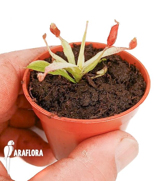 Nepenthes ampullaria &lsquo;white miracle&rsquo; S
