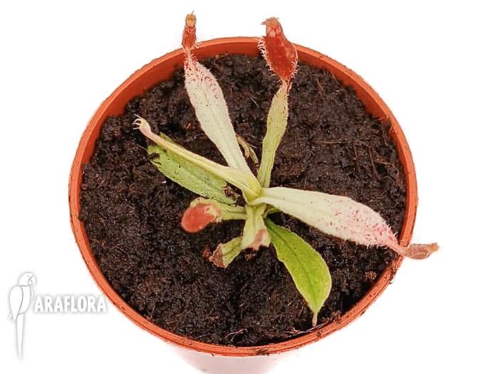 Nepenthes ampullaria &lsquo;white miracle&rsquo; S