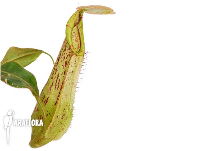 Nepenthes edwardsiana x burbidgeae