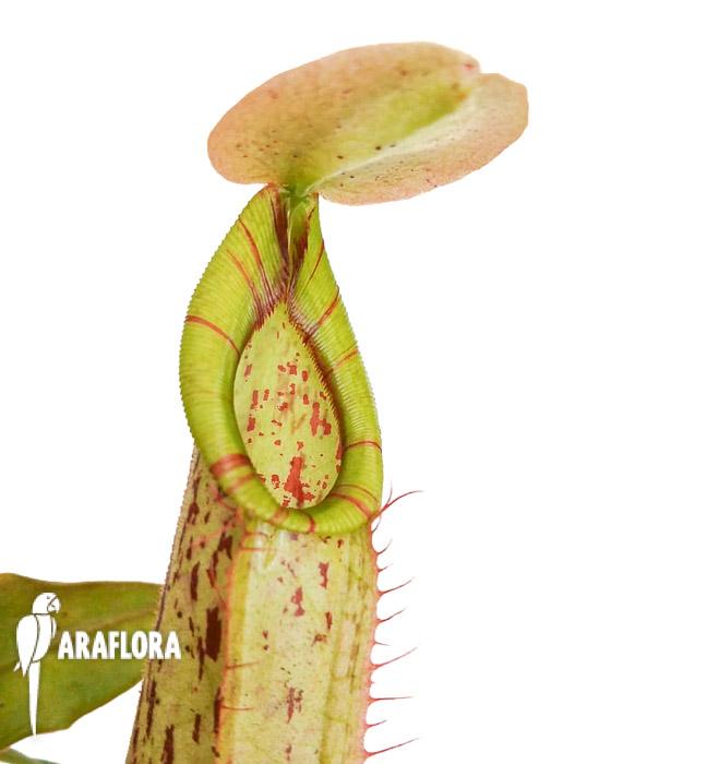 Nepenthes edwardsiana x burbidgeae