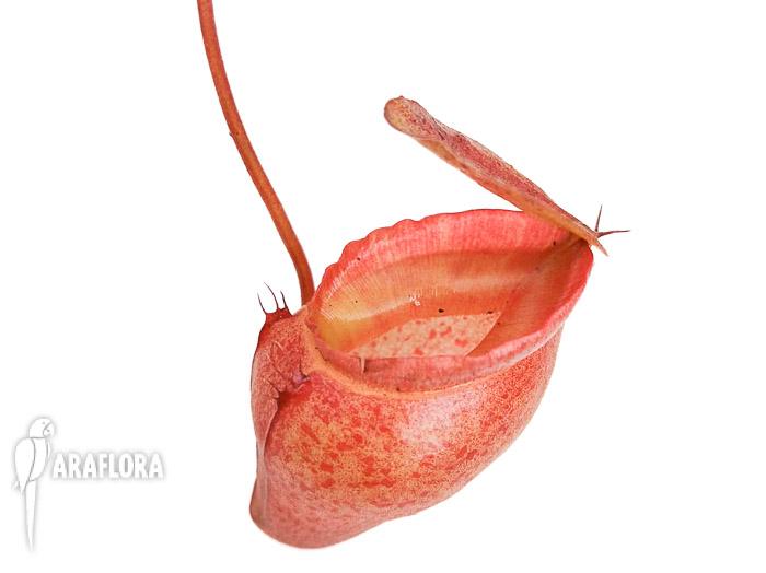 Nepenthes flava &lsquo;L&rsquo;