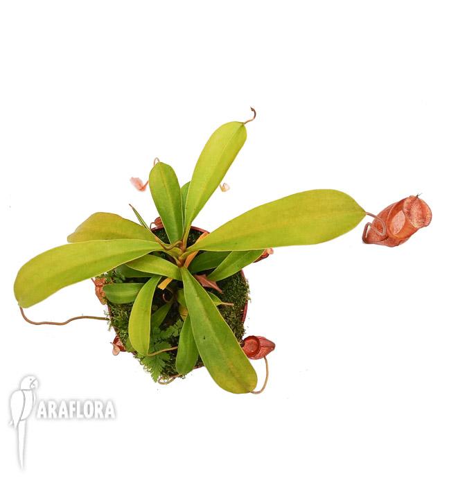 Nepenthes flava &lsquo;L&rsquo;