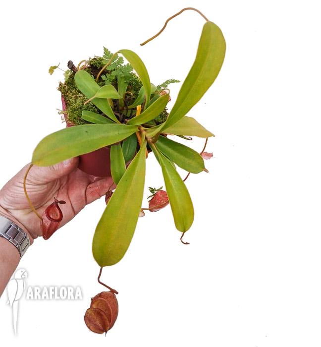 Nepenthes flava &lsquo;L&rsquo;