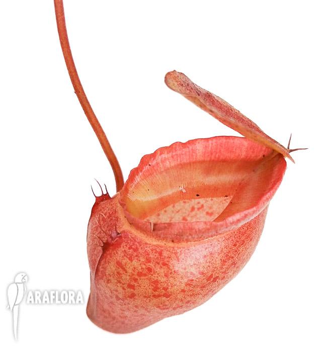 Nepenthes flava &lsquo;L&rsquo;