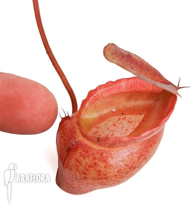 Nepenthes flava &lsquo;L&rsquo;