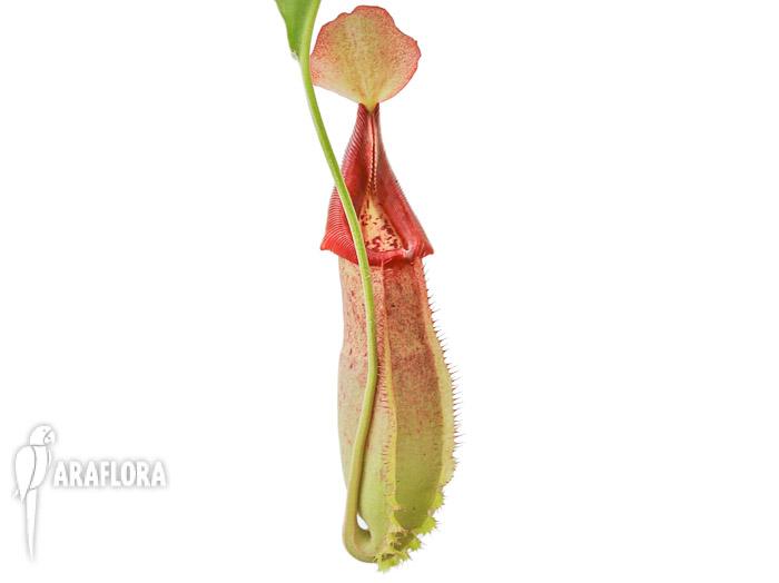Nepenthes x veitchii hybrid New