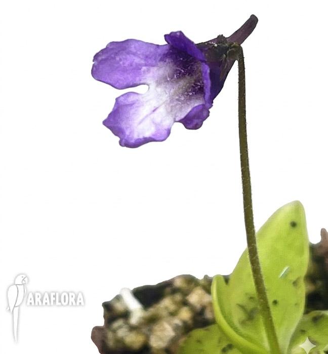 Pinguicula macroceras (japan)