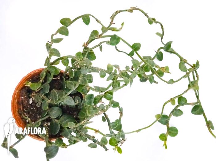Raphidophora hayi mini