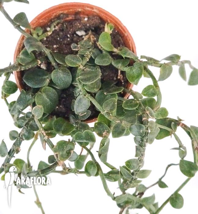 Raphidophora hayi mini