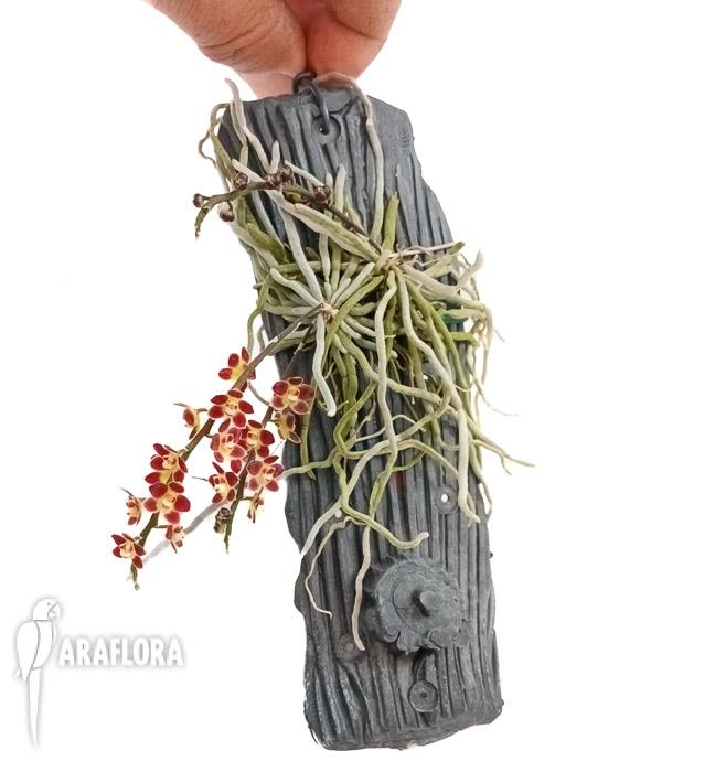 Chiloschista lunifera