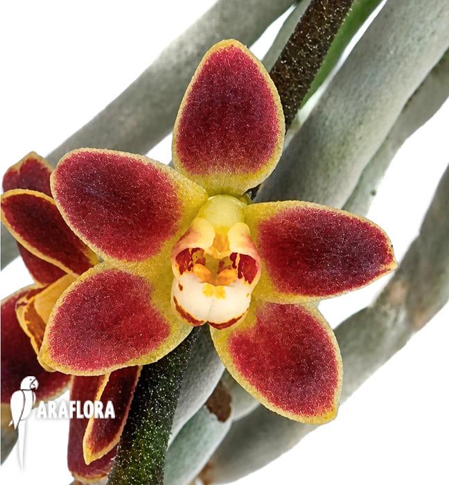 Chiloschista lunifera
