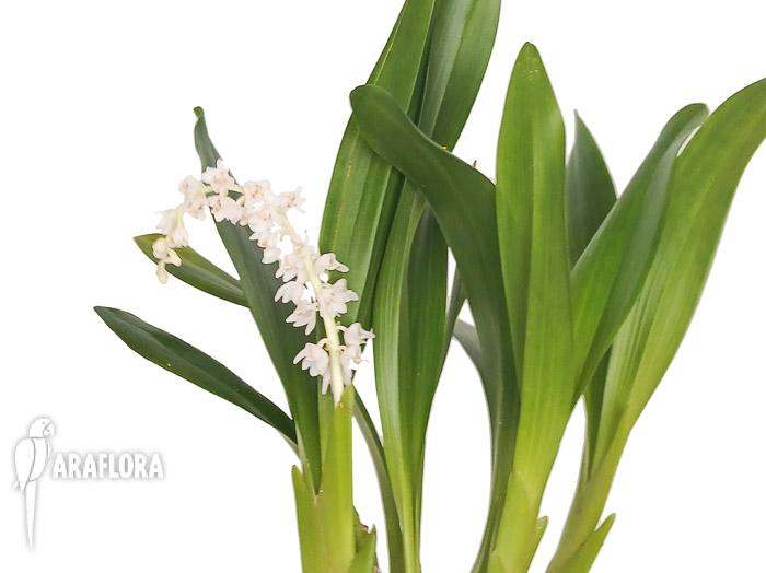 Eria hyacinthoides