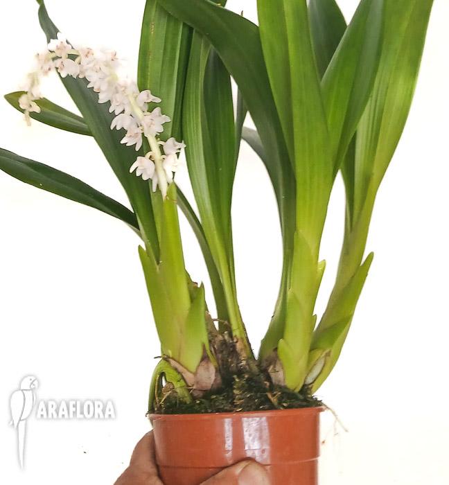 Eria hyacinthoides