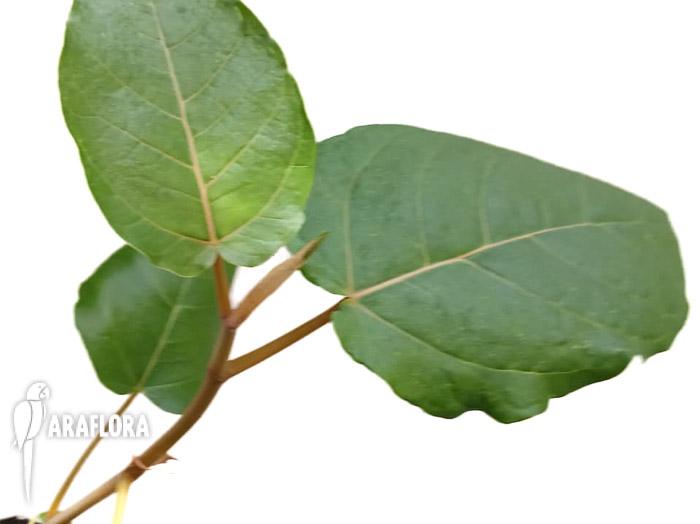 Ficus dammaropsis